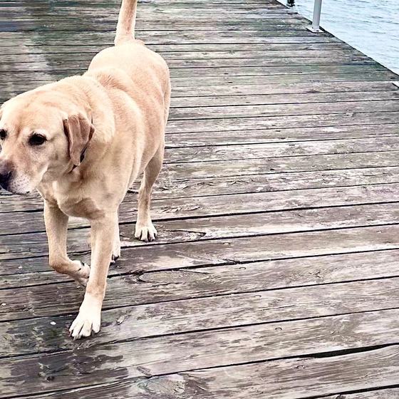 Henry, a yellow labrador, walking down the yard's dock.